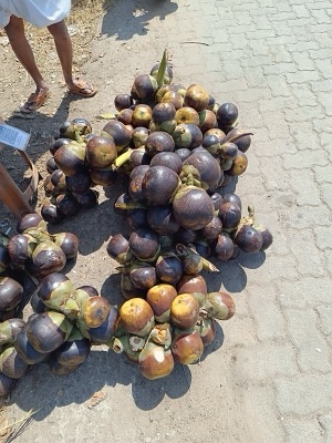 Ba tan (palmyra palm), Borassus flabellifer