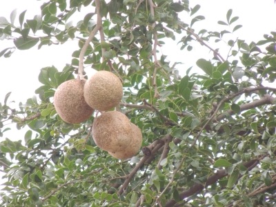Ba kwit (wood apple), Limonia acidissima
