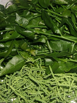 ผักหวานป่า (ผั๋กหวาน)