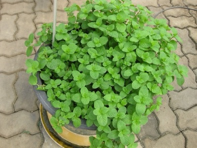 สะระแหน่ (ผั๋กด่วน)