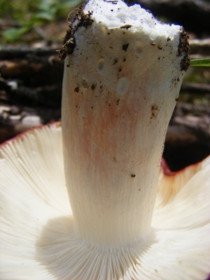 A mushroom with a pinkish-red cap and white stem on the forest floor