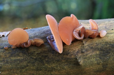 Reddish-brown wood ear mushrooms on a branch