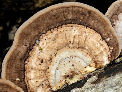 A hard fan-shaped bracket mushroom on a log