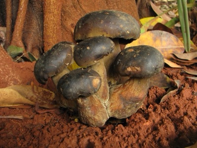 A cluster of thick tap tao mushrooms with dark brown caps