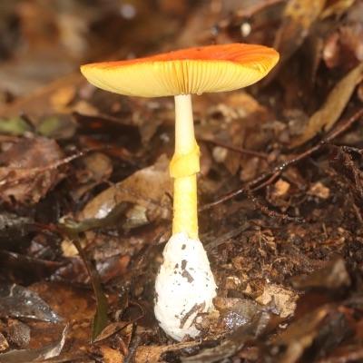 A mushroom with an orange-yellow cap and yellow stem on the forest floor