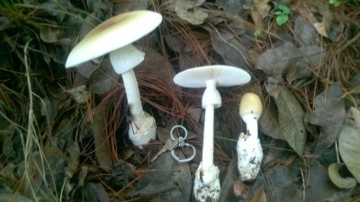 Three white mushrooms with tall stems on the forest floor