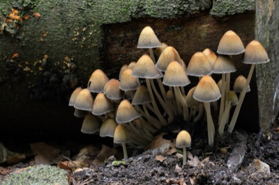 A large group of small pale-brown mushrooms