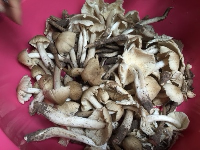 A bowl heaped with termite mushrooms on long white stems