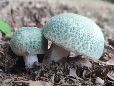 Two het lom mushrooms with blue-green, spotted caps