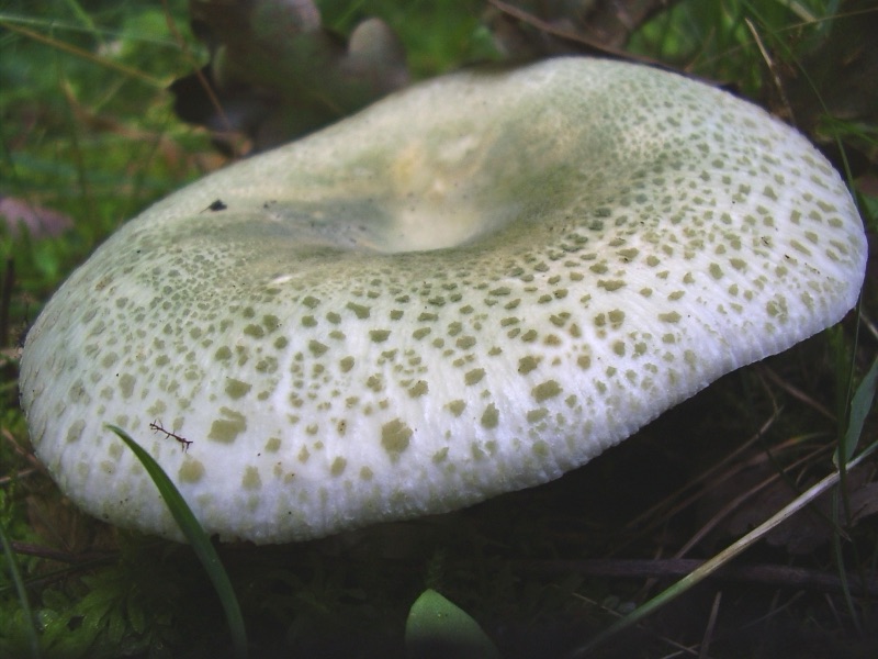 A large het lom (green russula) on the forest floor, its pale grey-green cap cracked into a spotted pattern, the rim creamy white