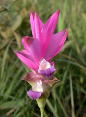 dok ao (Siam tulip)