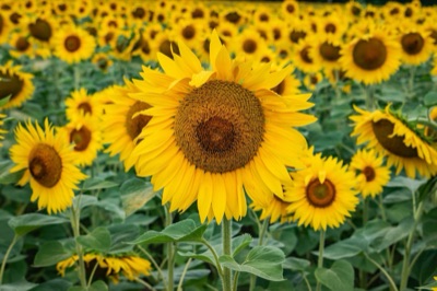 dok bua phat (sunflower)