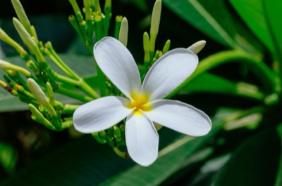 dok champa lao (frangipani)