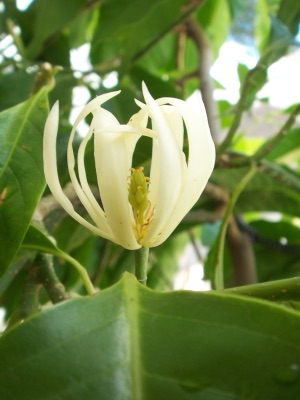 dok chum pi (white champaca)