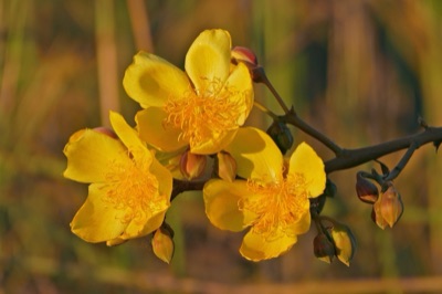 dok fai kham (yellow silk-cotton)