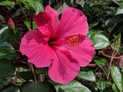 dok mai (hibiscus)