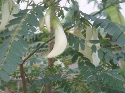 dok kae (vegetable hummingbird)