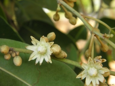 dok kaeo (Spanish cherry)