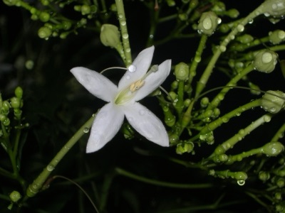 dok ka salong (Indian cork tree)