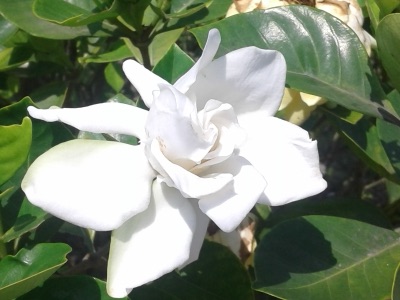 dok ket tha wa (double gardenia)