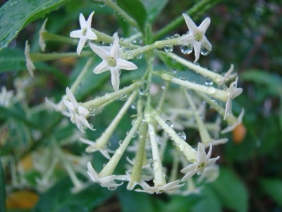 dok kham khuen (night-blooming jasmine)