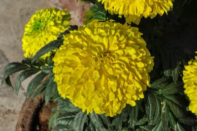dok kham pu chu (marigold)