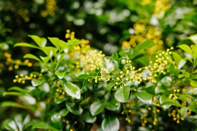 dok khayong (Chinese rice flower)