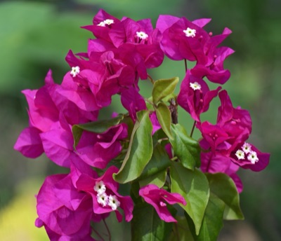 dok kom (bougainvillea)