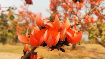 dok kwao (flame of the forest)