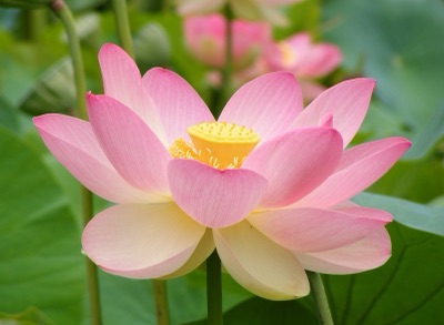 dok bua luang (sacred lotus)