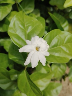 dok ba li (jasmine)