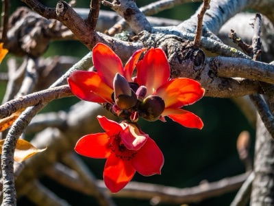 dok ngio (red cotton tree)