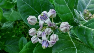 dok pan thuean (crown flower)