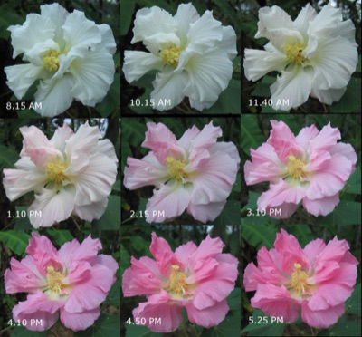 dok sam si (confederate rose, changing colour through one day)