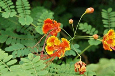 dok som pho (peacock flower)