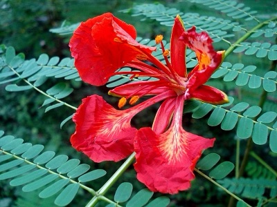 dok som pho luang (royal poinciana)