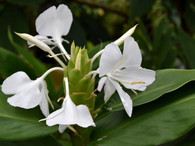 dok tai hoen (white ginger lily)