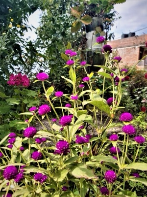 dok talom (globe amaranth)