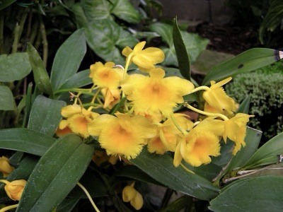dok ueang kham (golden orchid)
