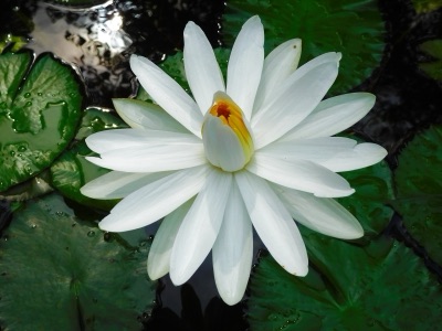 dok pan (water lily)