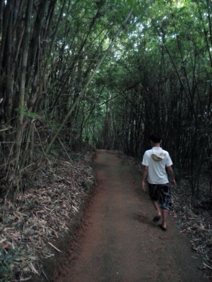 mai phai: a bamboo forest
