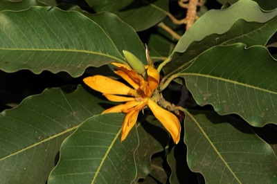 mai champa: champak flower