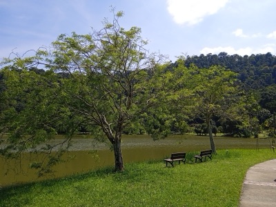 mai ket daeng: chingchan (Dalbergia oliveri)