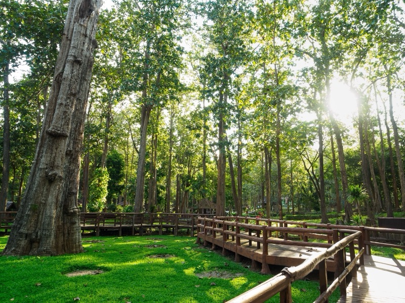 A wooden boardwalk through a forest of giant teak trees with tall straight trunks and sunlight coming through the canopy