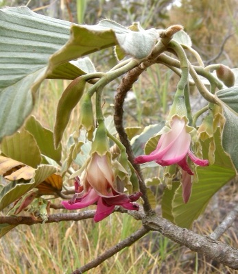 mai hiang: hiang (Dipterocarpus obtusifolius)