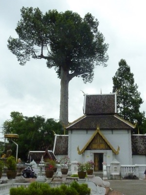 mai mai mueang chiang mai: the yang tree by the Inthakhin shrine, Wat Chedi Luang