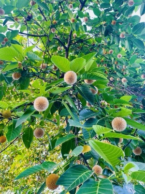 mai tum: krathum (Neolamarckia cadamba)