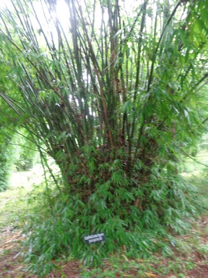 mai khao lam: khao lam bamboo