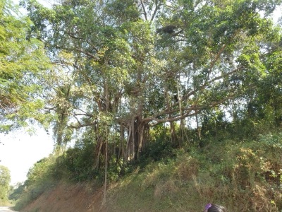 mai lung: krang (Ficus altissima)