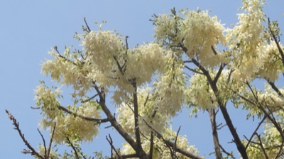 mai khayom: phayom (Shorea roxburghii)